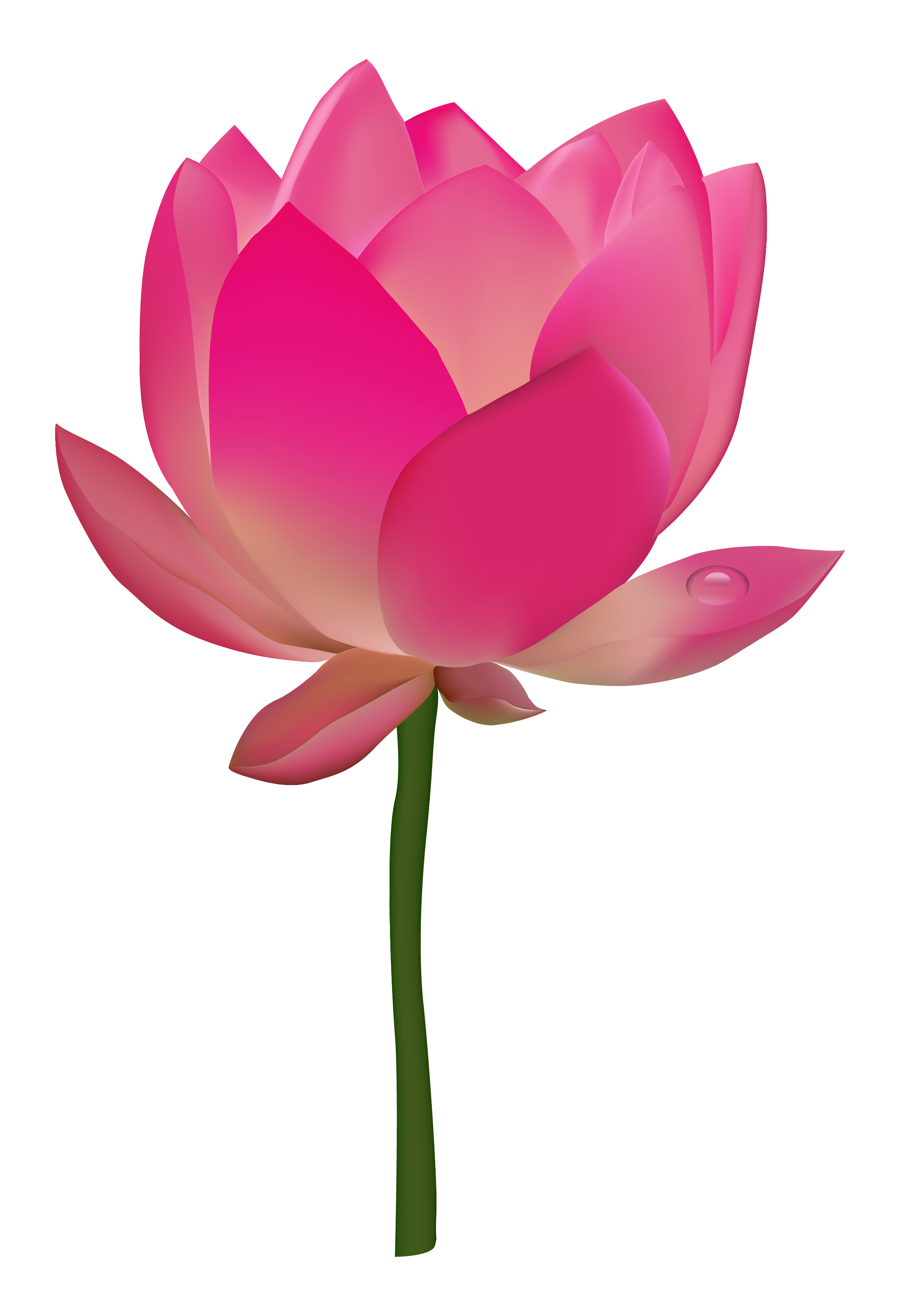 Lotus Flower HD Image Free PNG Image