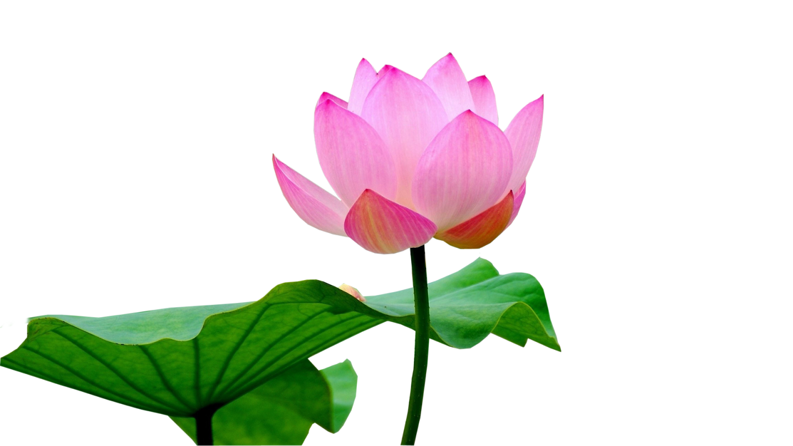 Lotus Flower Free Transparent Image HQ PNG Image