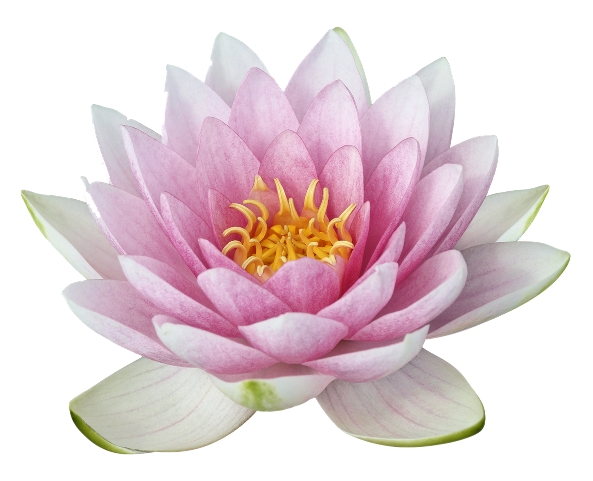 Lotus Flower Download Free Image PNG Image