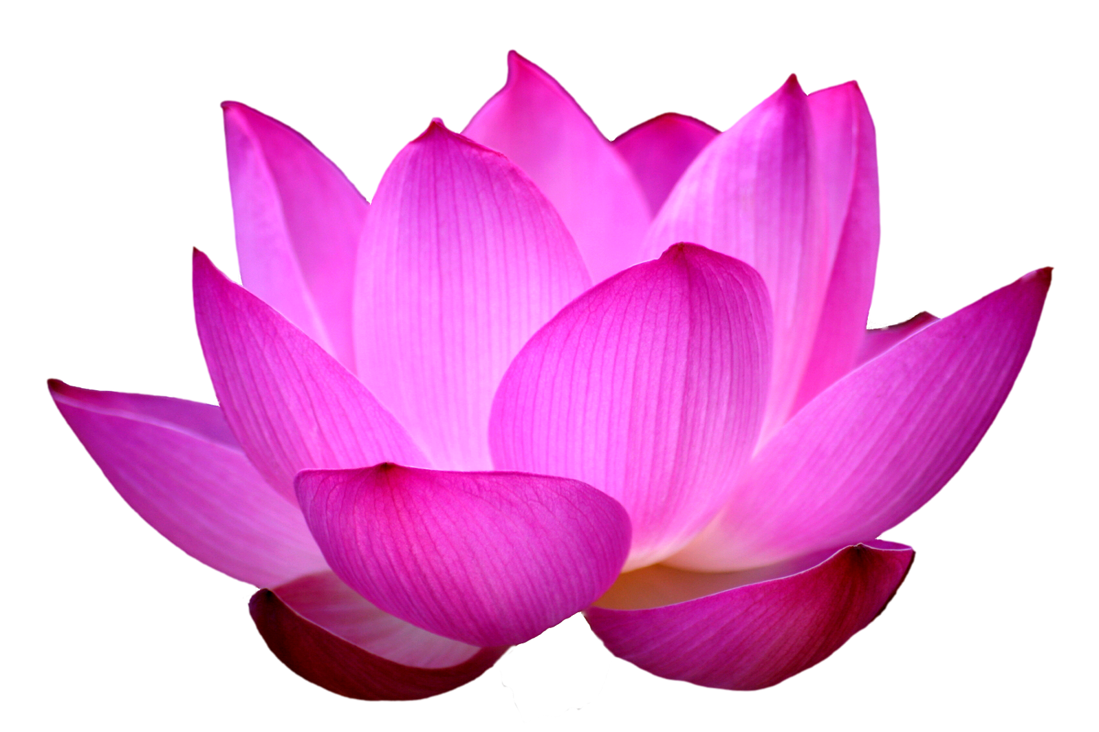 Purple Lotus Flower HQ Image Free PNG Image