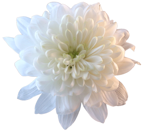 Chrysanthemum File PNG Image