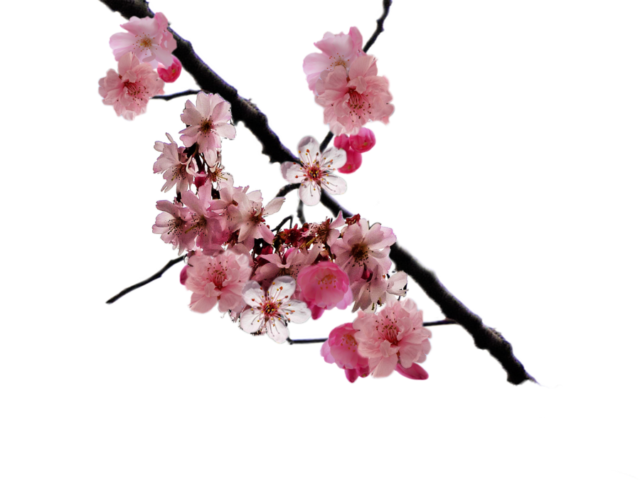 Cherry Blossom PNG Image