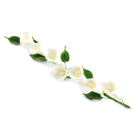 Calla Photos PNG Image