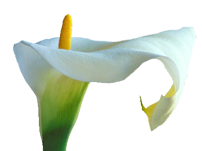 Calla Photo PNG Image