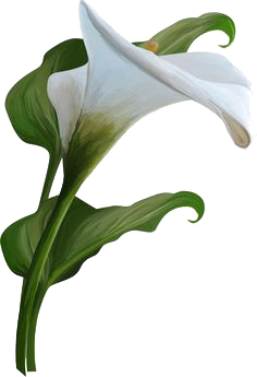 Calla Transparent PNG Image