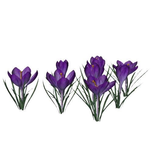 Crocus Photo PNG Image