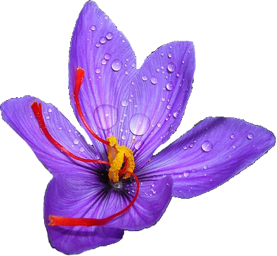 Crocus Clipart PNG Image