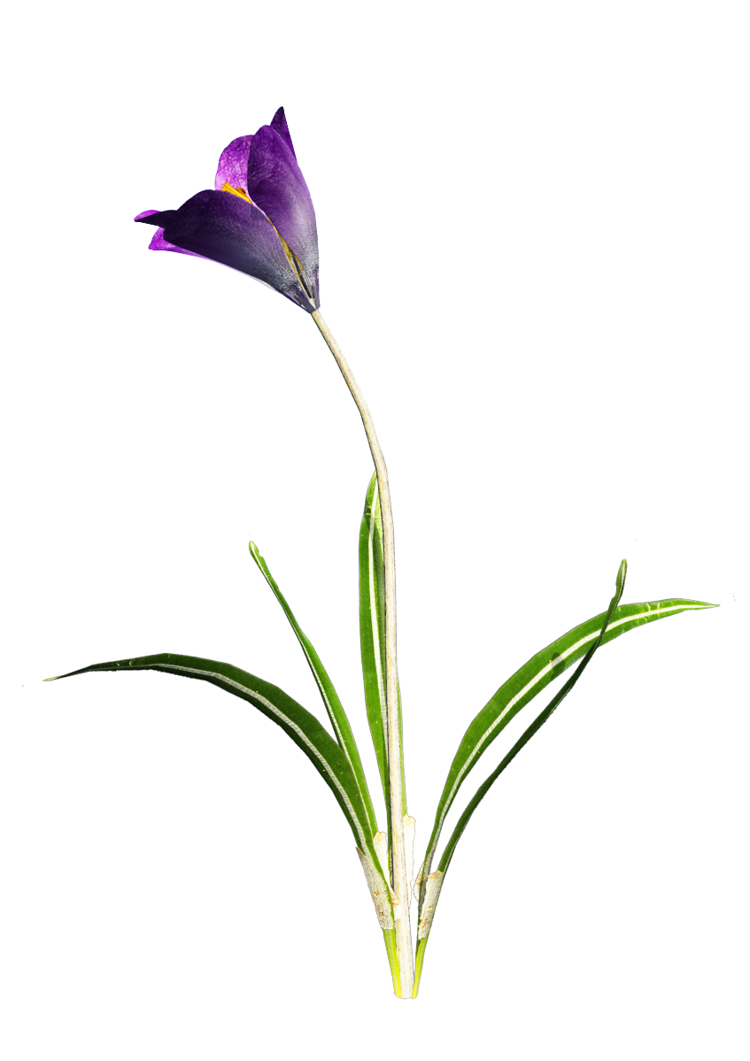 Crocus Hd PNG Image