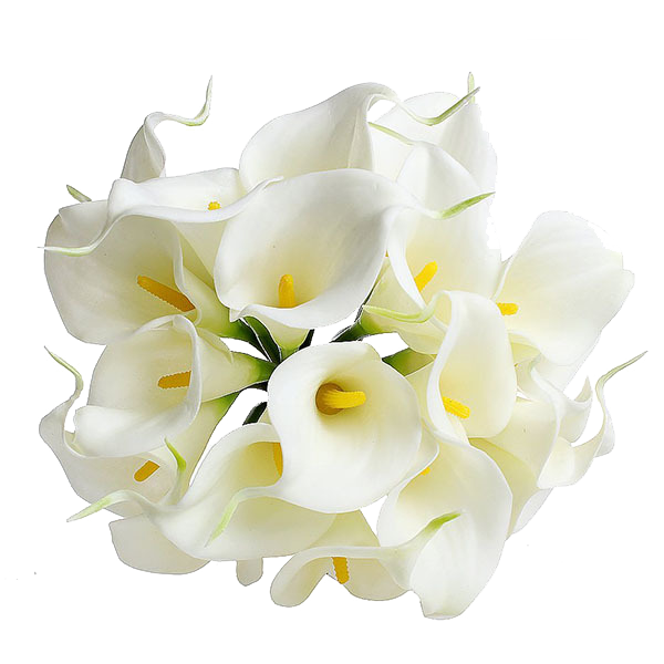 Calla Transparent Image PNG Image