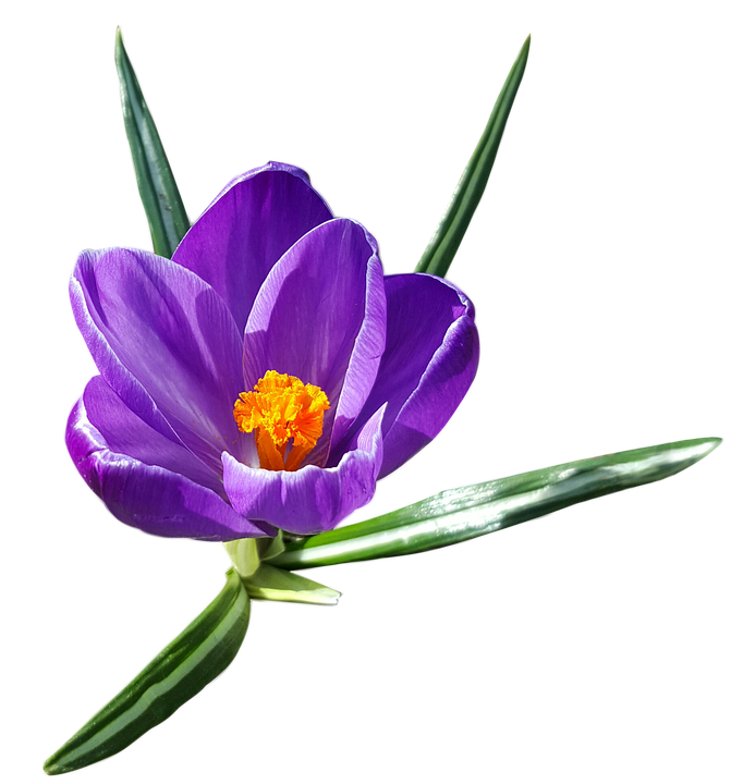 Crocus Transparent Background PNG Image