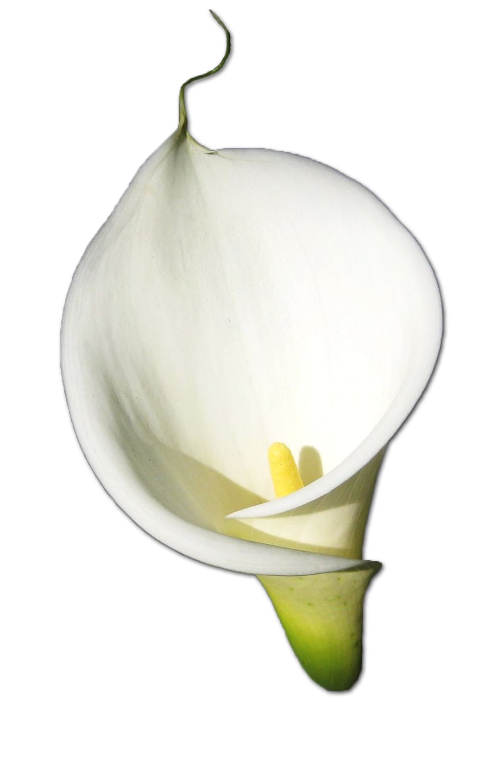 Calla Hd PNG Image