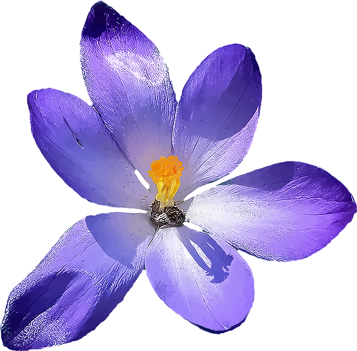 Crocus PNG Image