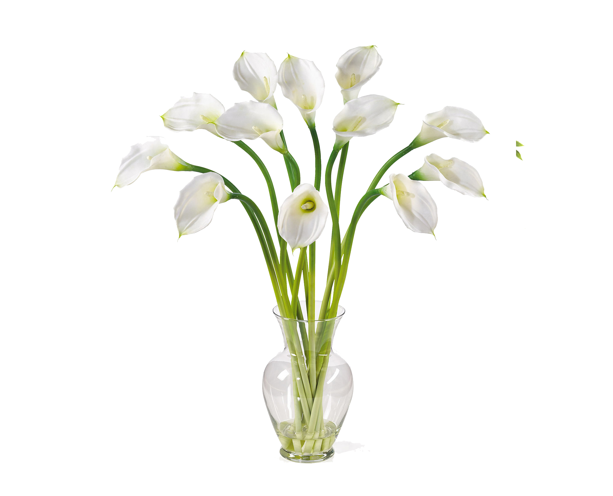 Calla Image PNG Image