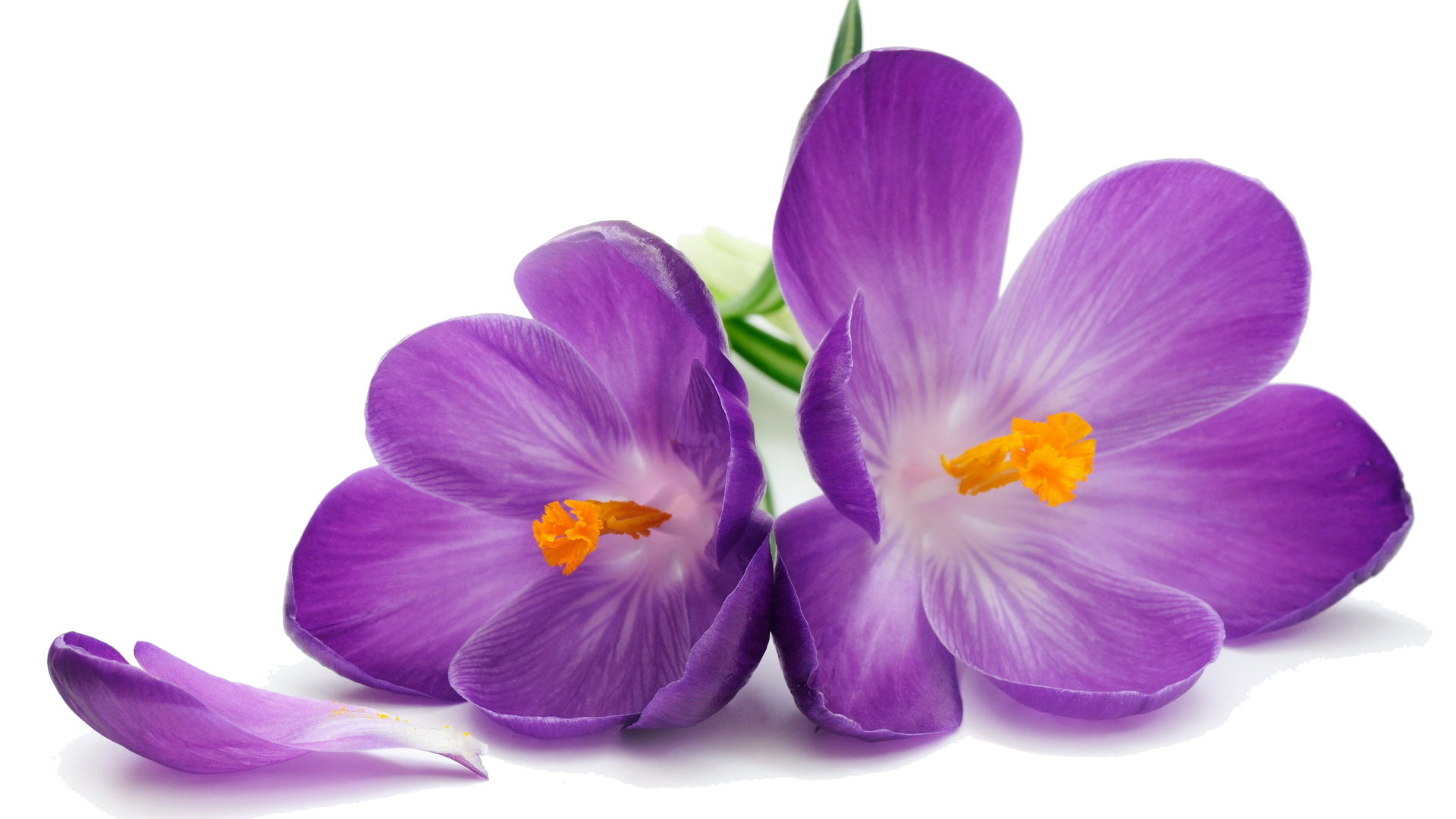 Crocus Transparent Image PNG Image