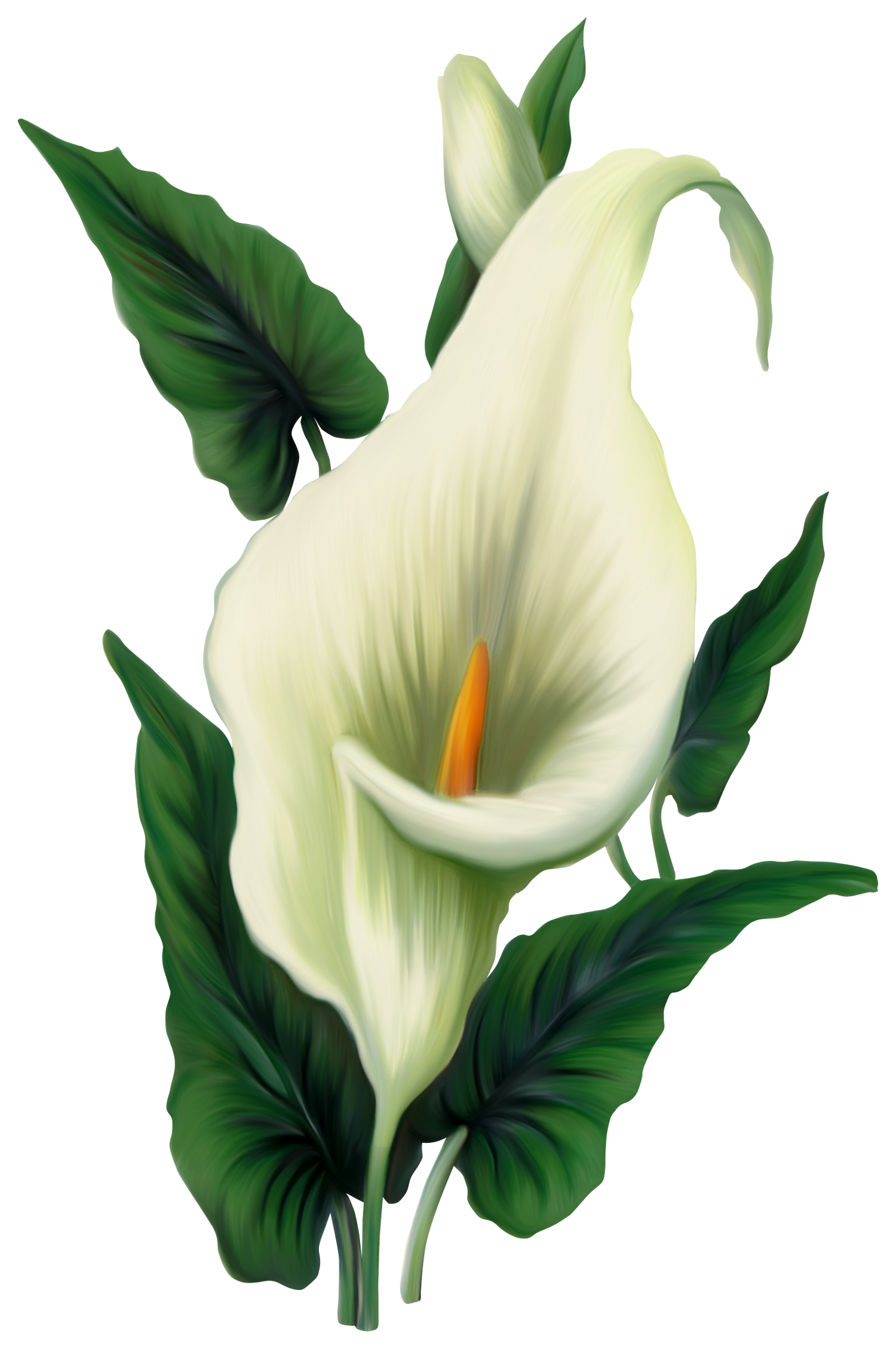 Calla File PNG Image