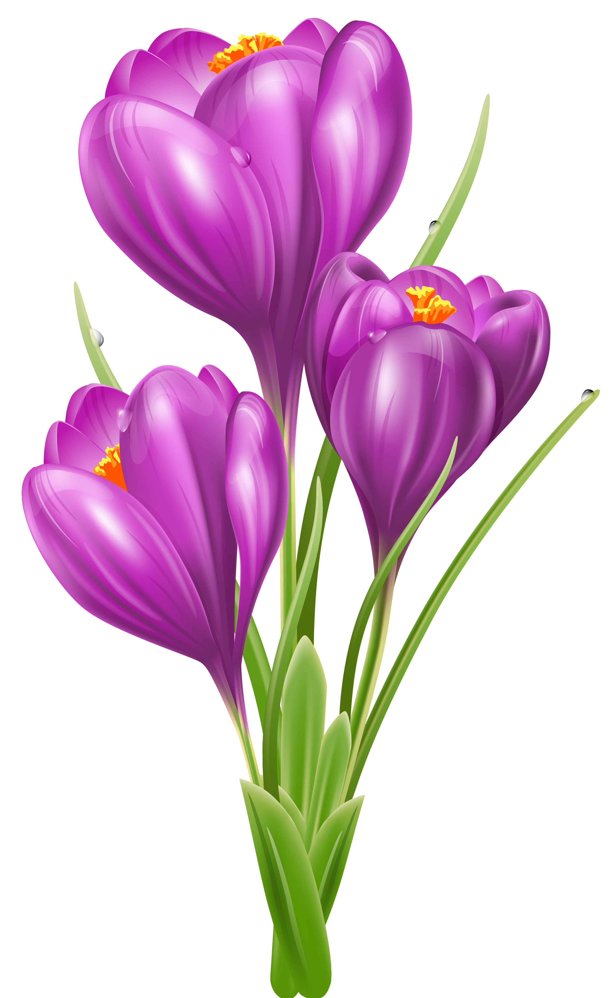 Crocus Photos PNG Image