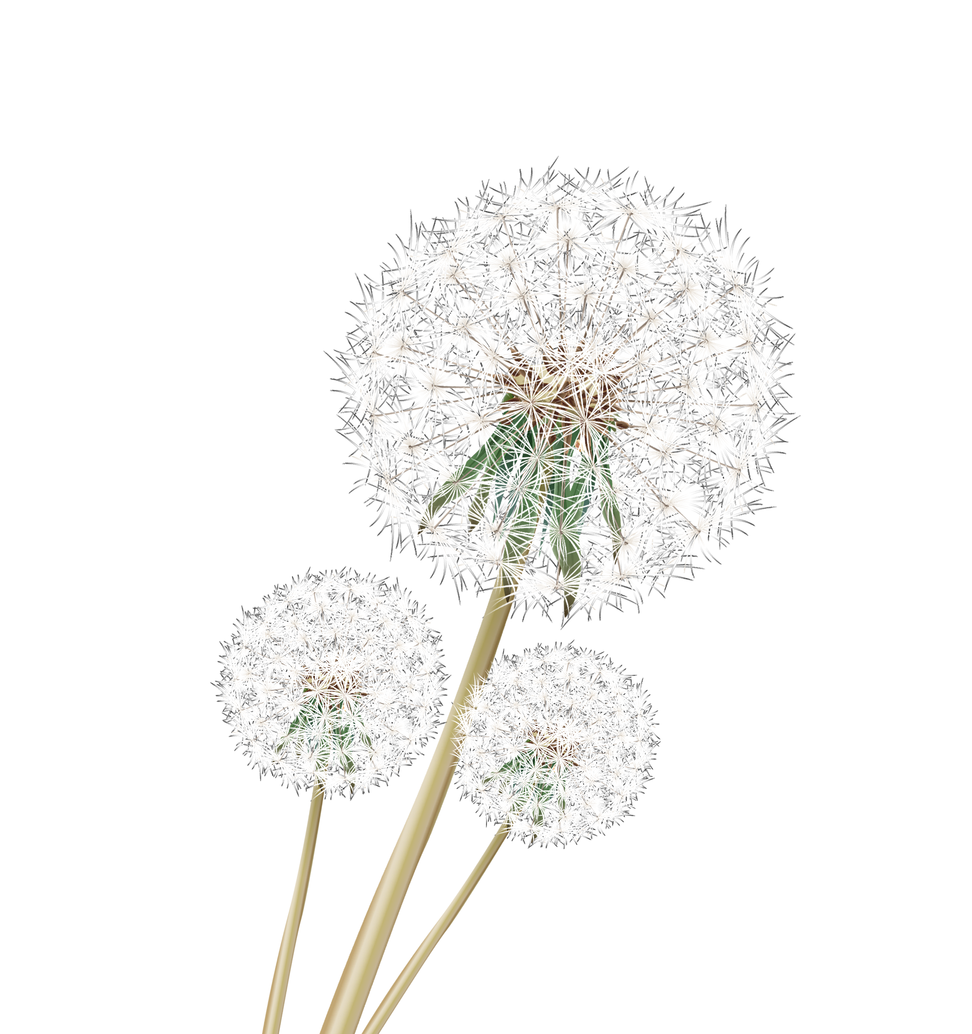 Images Google Vivid Dandelion PNG Free Photo PNG Image