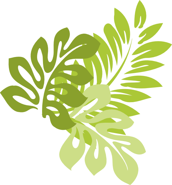 Hibiscus Hawaiian Leaves Jungle Schizopetalus Drawing PNG Image