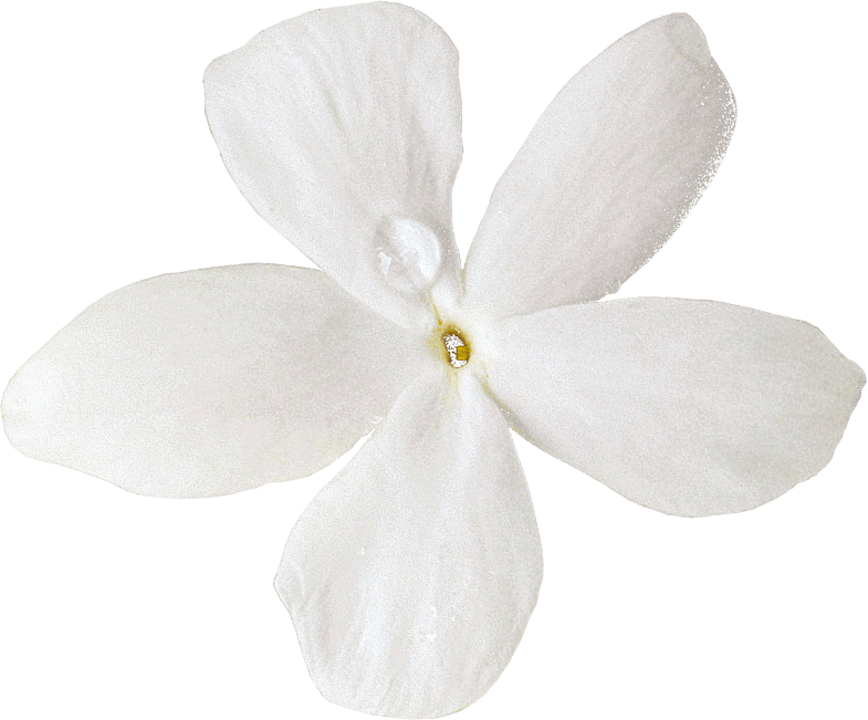 Cut Moth Petal Others Flowers Orchids PNG Image