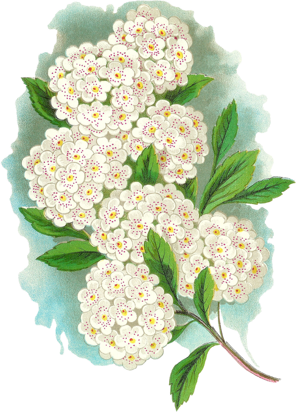 Flower Artwork Free Transparent Image HQ PNG Image