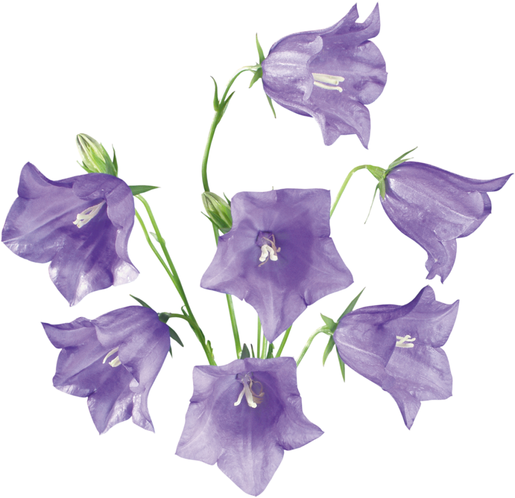 Flower Bluebells Free HQ Image PNG Image