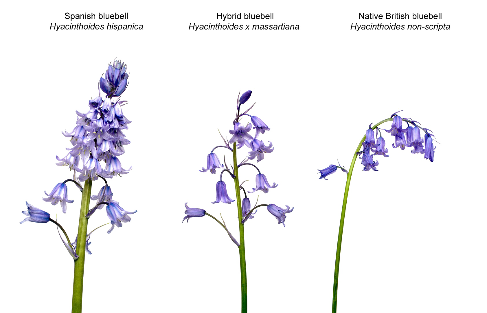 Flower Bluebells Free Download PNG HQ PNG Image