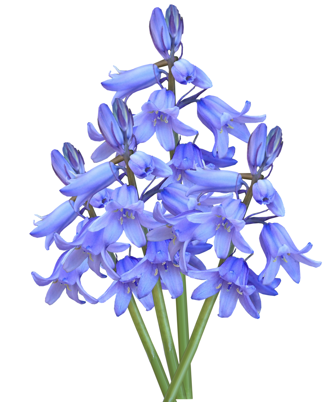 Flower Bluebells HQ Image Free PNG Image