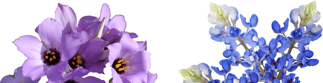 Bluebells PNG Download Free PNG Image