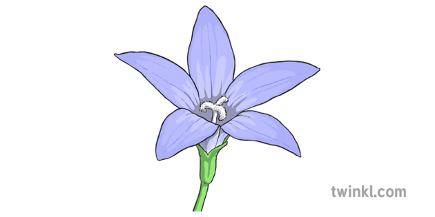 Bluebells Download HQ PNG Image