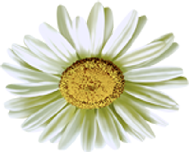 Camomile Flower PNG Image