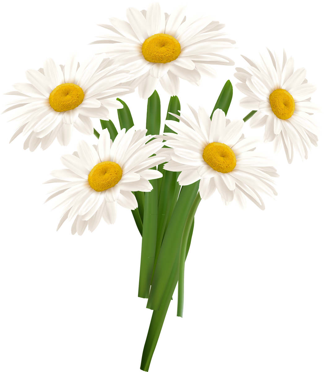 White Camomile PNG Image