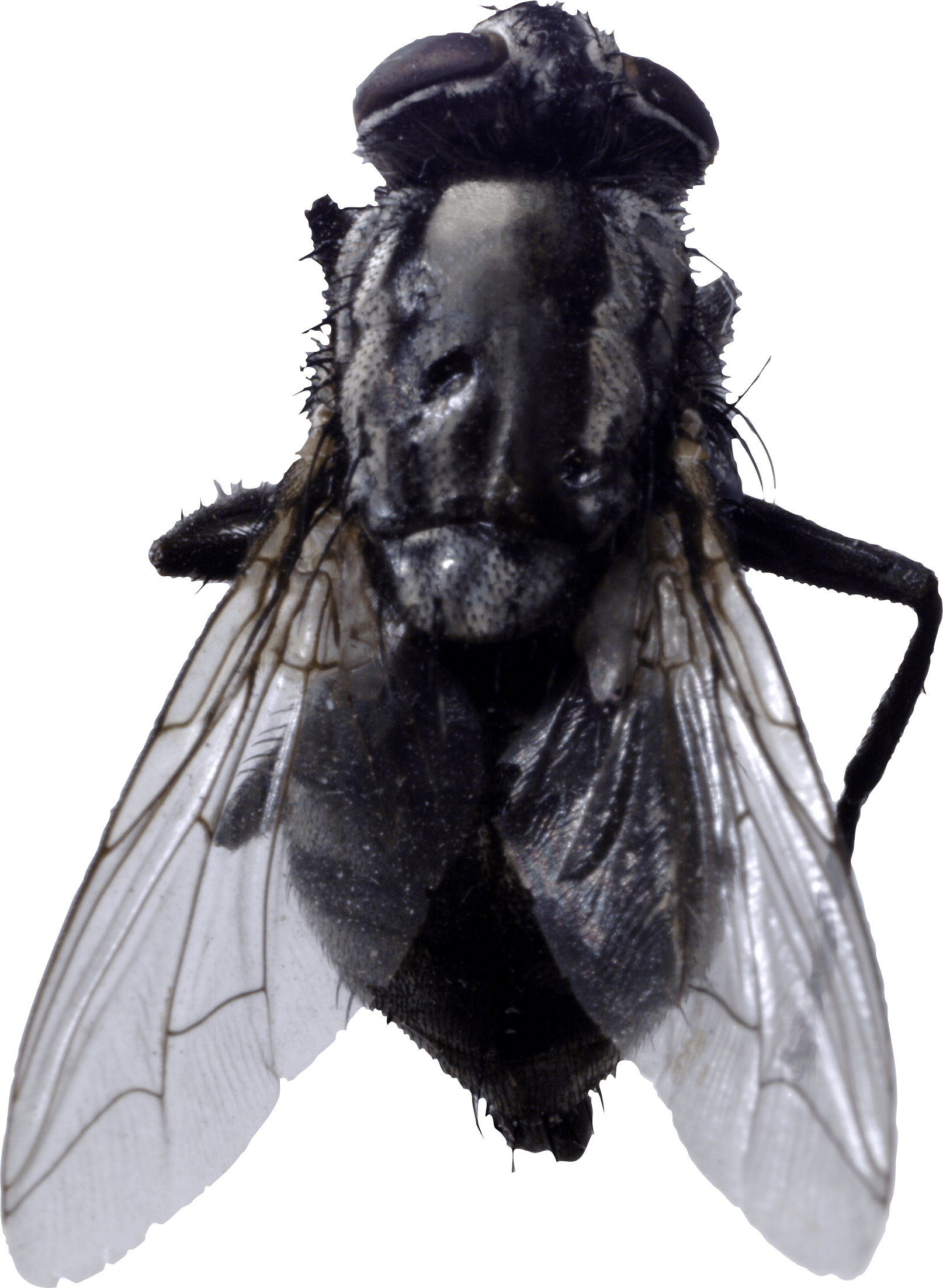 Fly Png Image PNG Image