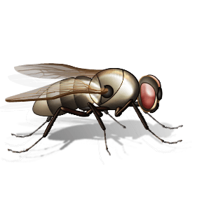 Fly Png Image PNG Image