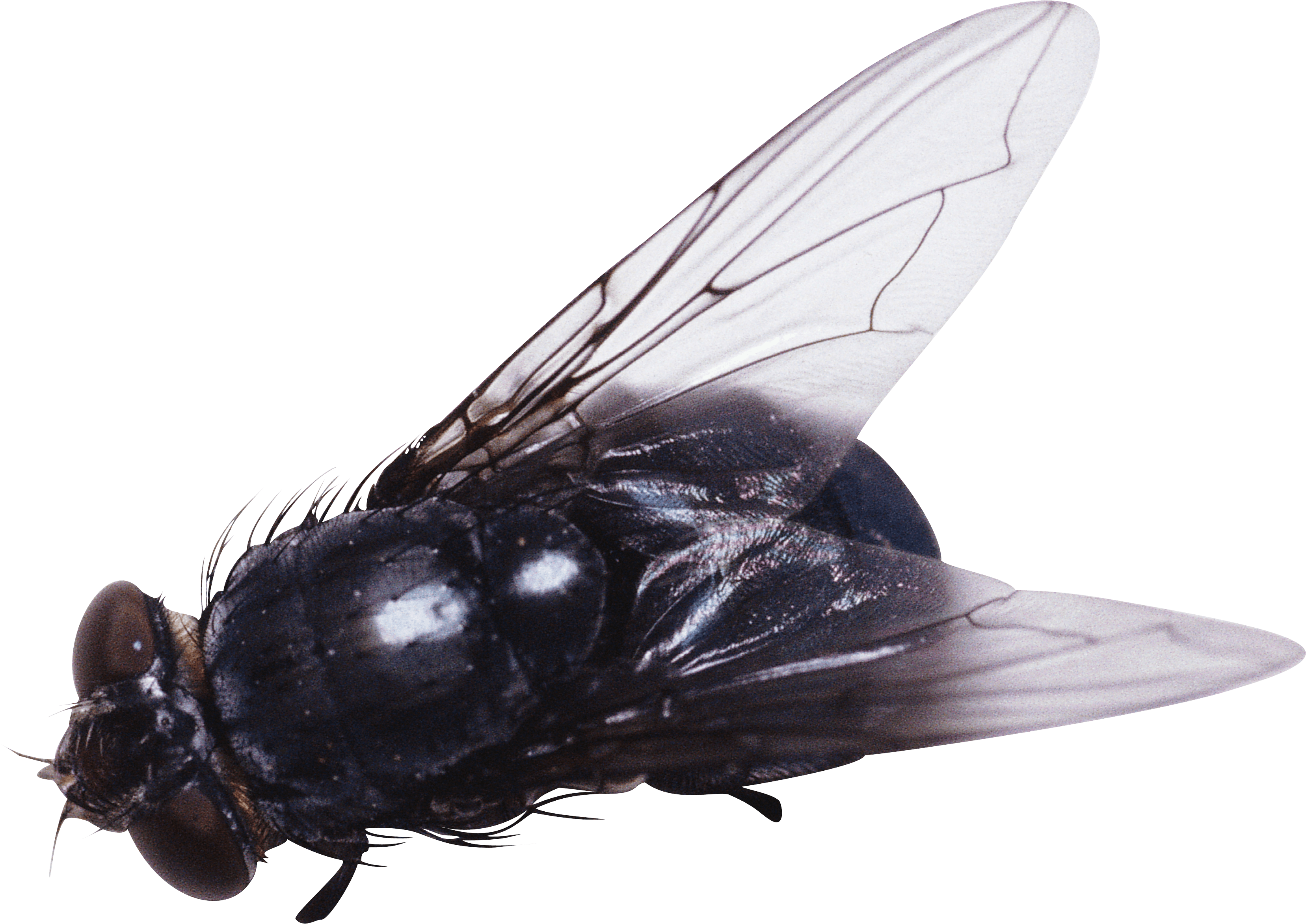 Fly Png Image PNG Image