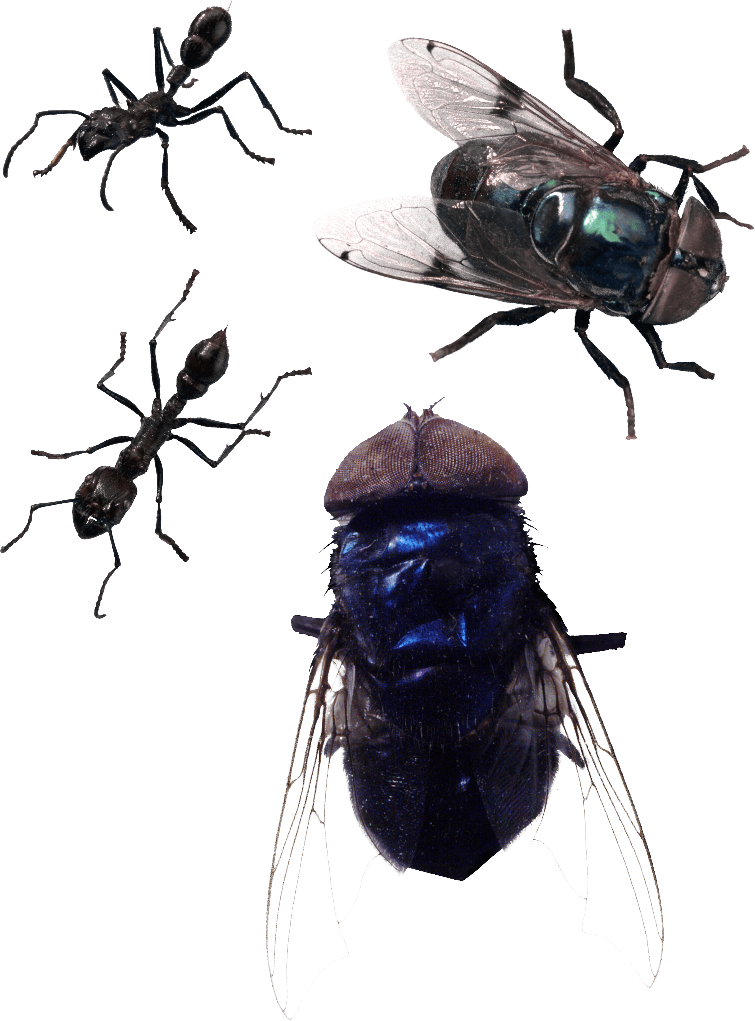 Fly Png Image PNG Image