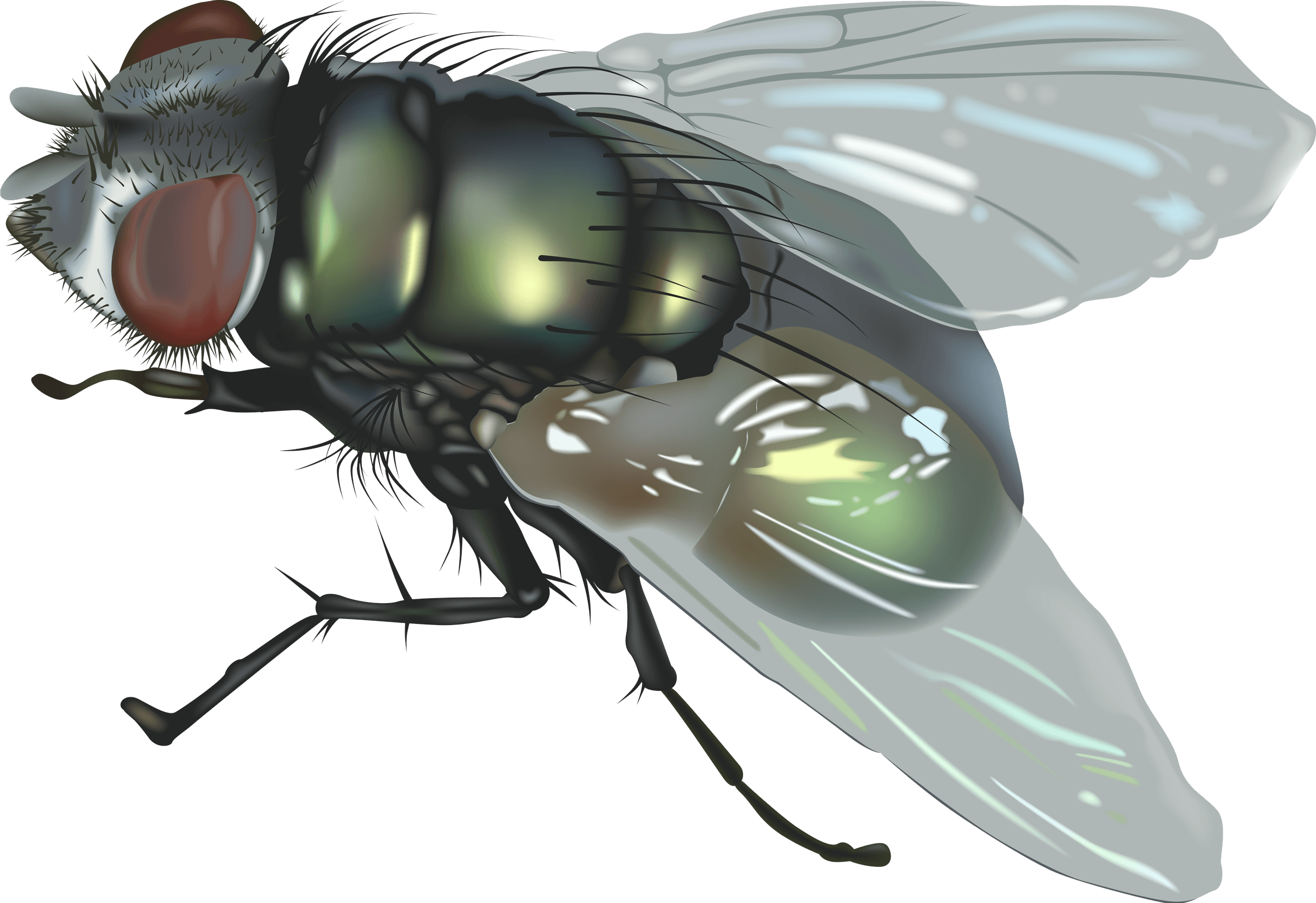 Fly Png Image PNG Image