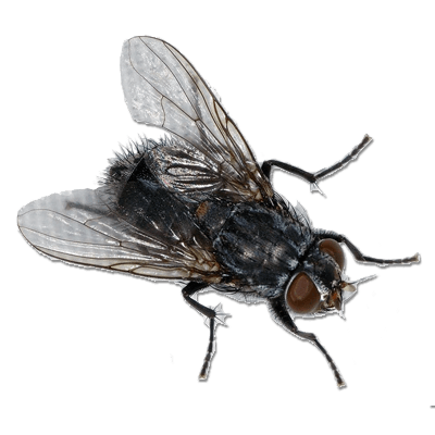 Fly Png Image PNG Image