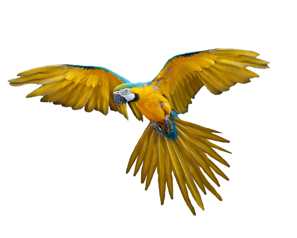 Flying Bird PNG Image