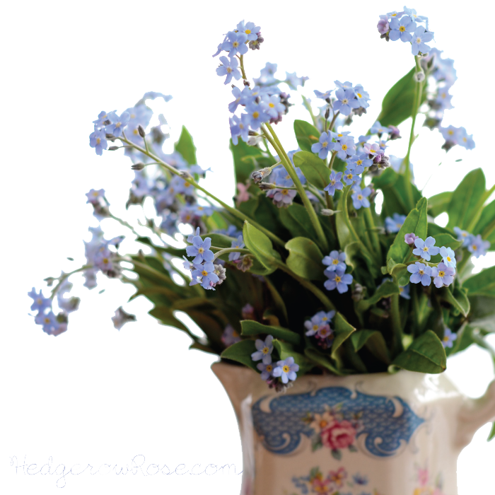 Forget Me Not PNG Image