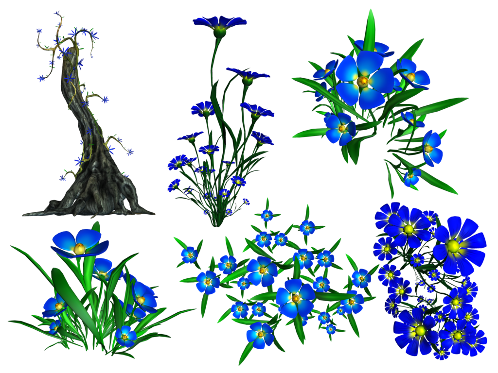 Forget Me Not Transparent Image PNG Image