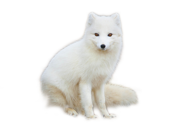 Arctic Fox Snow Free Download PNG HQ PNG Image