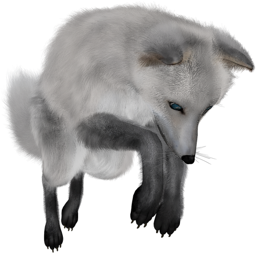 White Fox Arctic Download HQ PNG Image