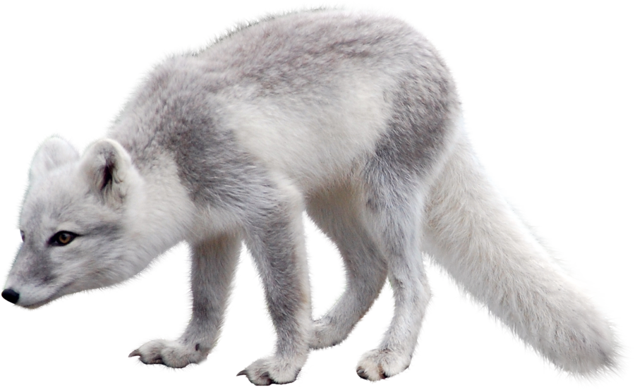 White Pic Fox Arctic Free Transparent Image HD PNG Image