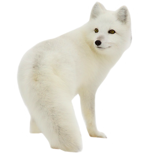 White Fox Arctic HQ Image Free PNG Image