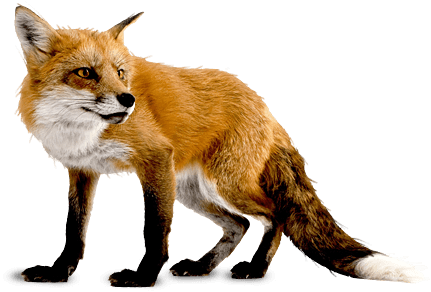 Fox Png Image Download Picture PNG Image