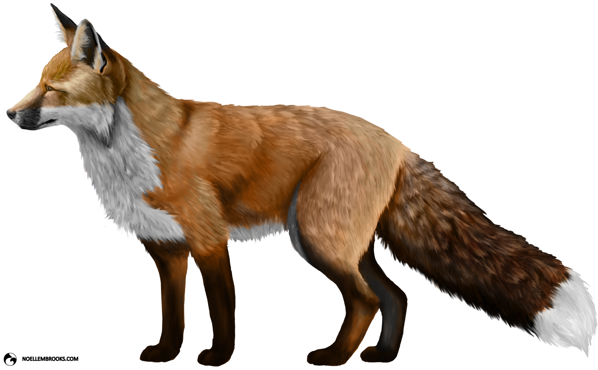 Fox Photos PNG Image