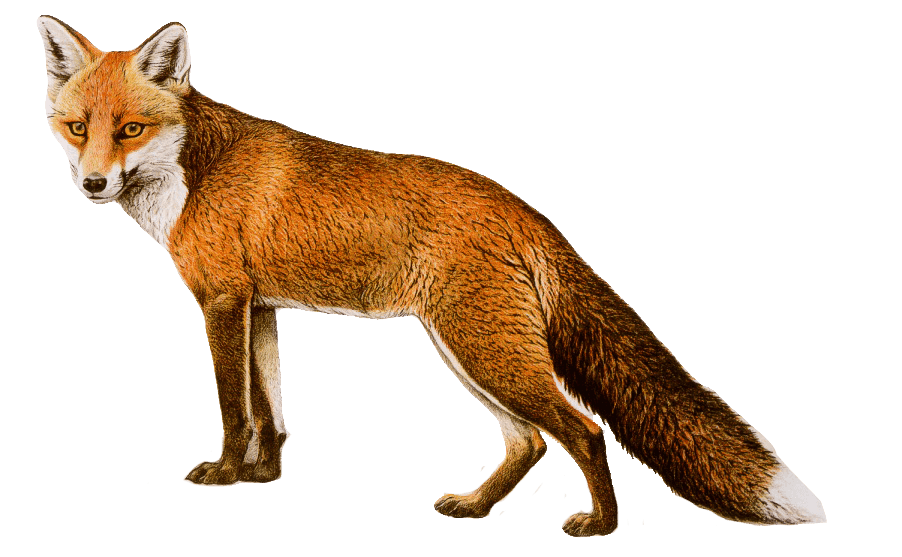 Fox Png Image Download Picture PNG Image