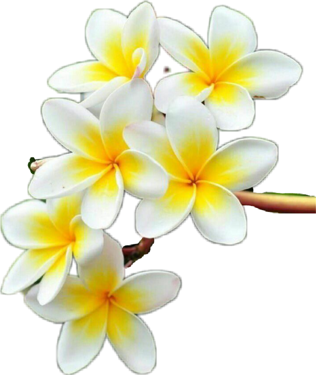 Frangipani Flower Free Transparent Image HQ PNG Image