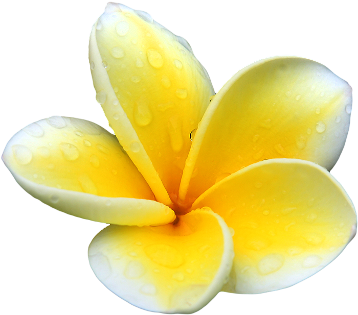 Frangipani Flower Free Photo PNG Image