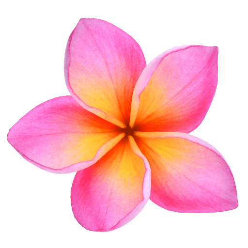 Frangipani Flower HD Image Free PNG Image